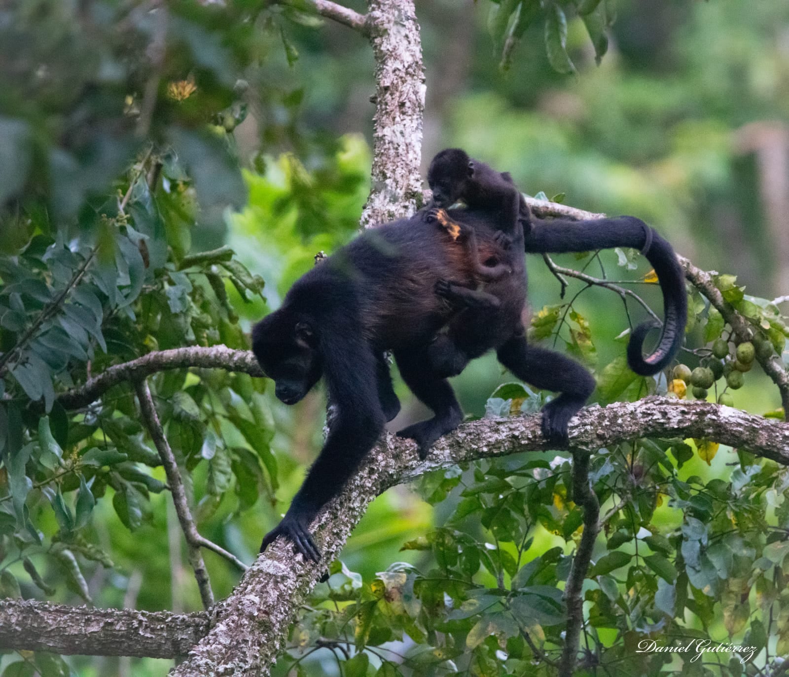 En la Escuela Santa Teresa de Cóbano, Puntarenas, el timbre de entrada apaga los gritos alegres de los niños, marca el inicio de clases, también anuncia la llegada de los gritos roncos de los monos congos que viven entre los árboles que rodean el centro educativo.