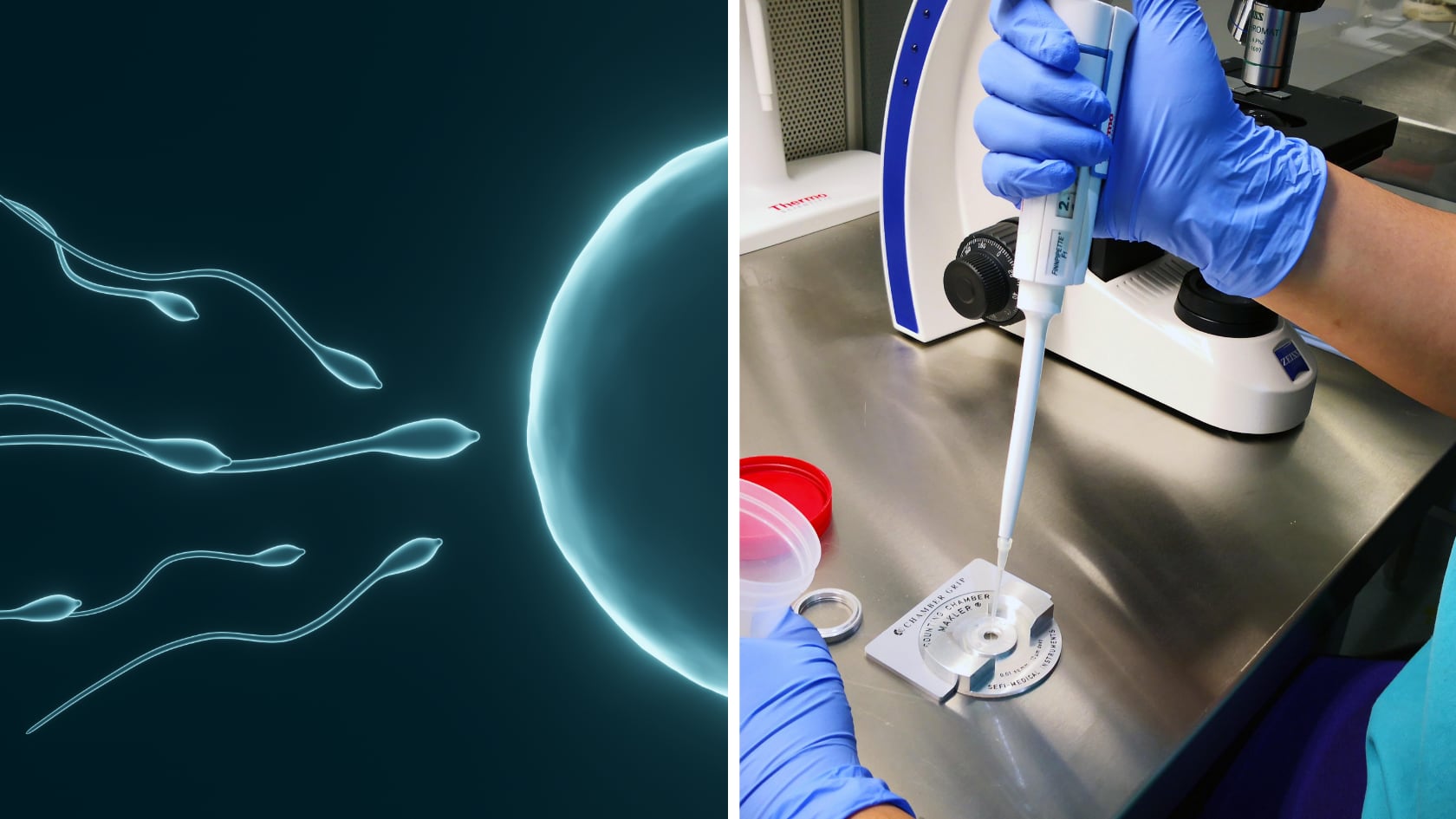 Nuevo estudio logra frenar la producción de esperma de forma reversible en animales y plantea alternativas a la vasectomía y el preservativo.