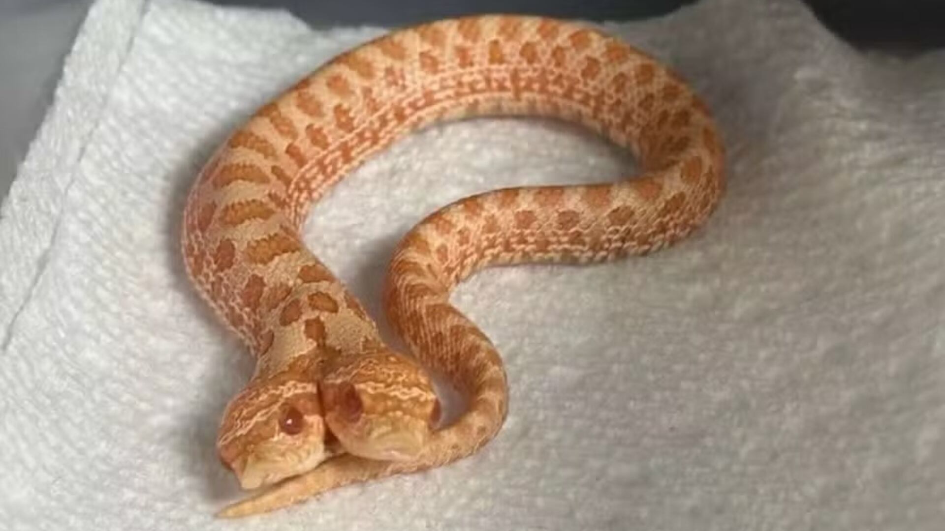 Una serpiente bicéfala sorprendió a su criadora por los conflictos entre ambas cabezas