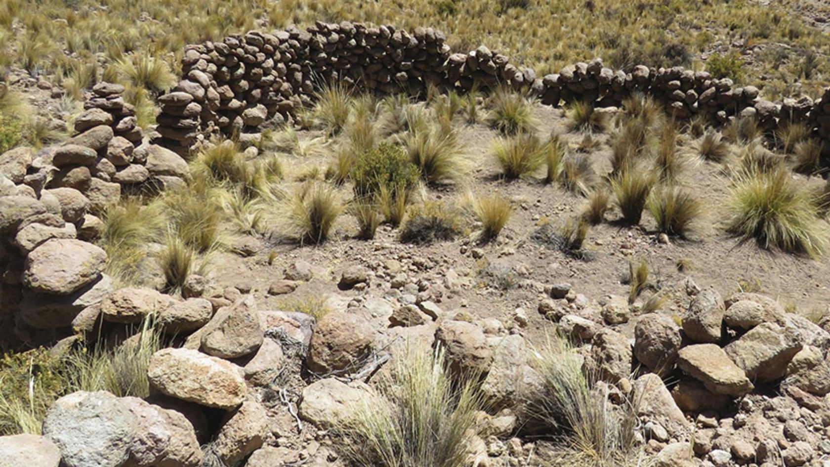 Trampas milenarias usadas para cazar vicuñas fueron halladas por satélite en Chile. Las estructuras muestran la persistencia de grupos cazadores andinos.