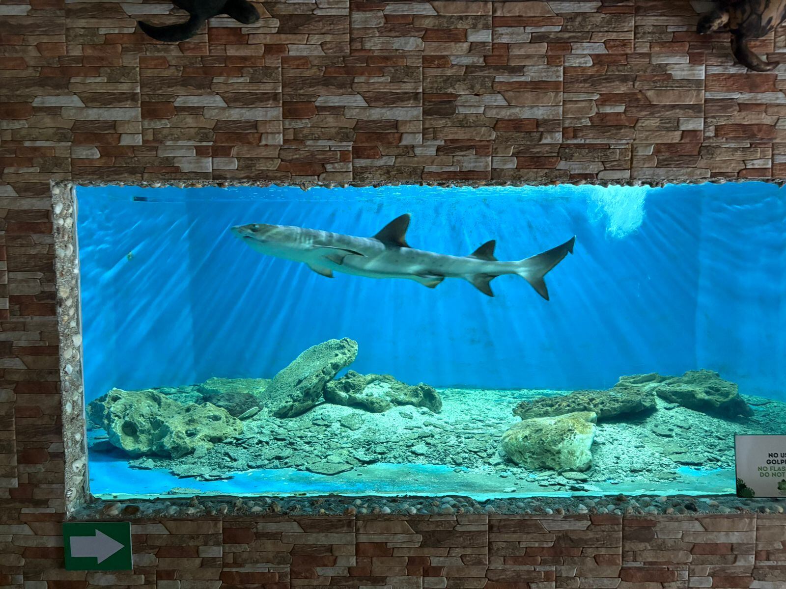 Detalle de uno de los tiburones nodriza o “tiburón gato” (Ginglymostoma cirratum) que estaban en centro recreativo. Fotografía: