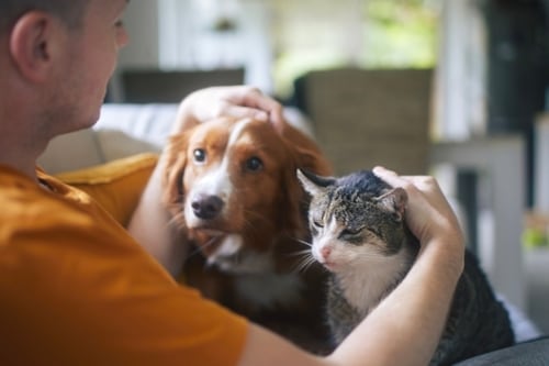 Hombre acariciando a un perro y un gato, simbolizando el reconocimiento de los animales como seres sintientes y su protección legal.
