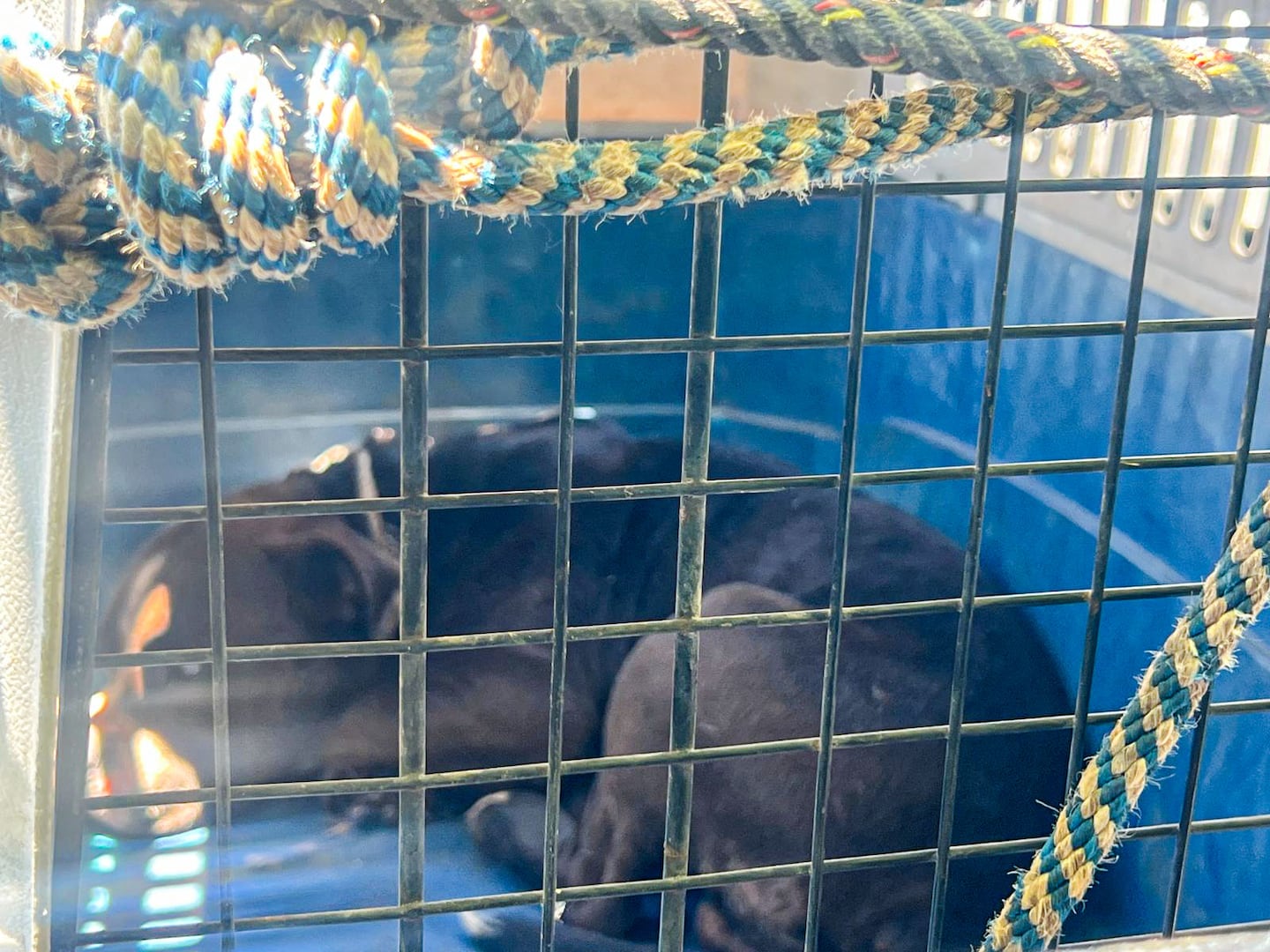 ¿Qué hacer ante el ataque de un perro? Estas son las recomendaciones de Cruz Roja