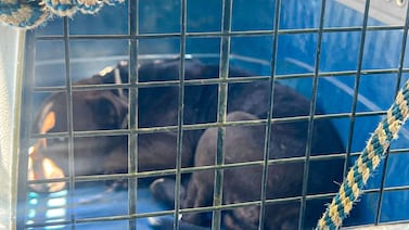 ¿Qué hacer ante el ataque de un perro? Estas son las recomendaciones de Cruz Roja