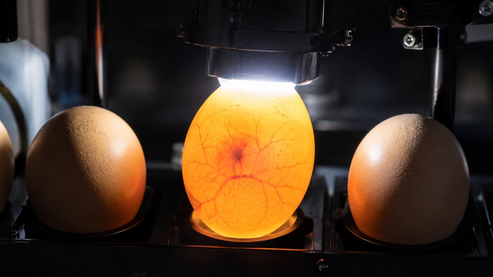 Investigadores hallaron una forma de examinar huevos fertilizados con luz. La innovación podría transformar la industria avícola.