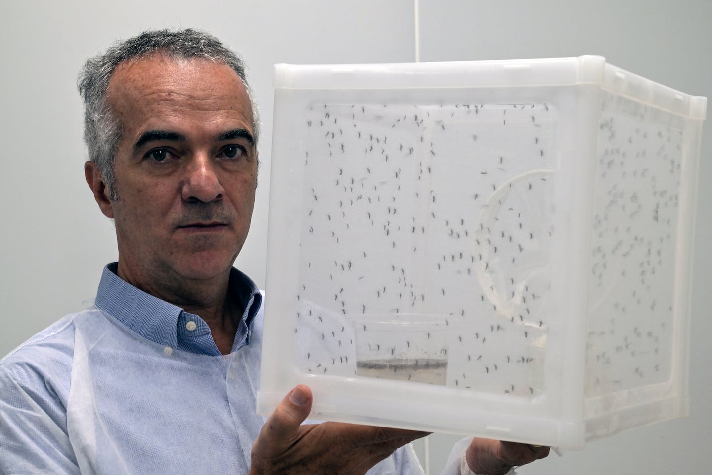 Conozca a los ‘wolbitos’: los mosquitos con una bacteria especial que Brasil usa para frenar el dengue