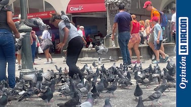 La multiplicación de las palomas en sitios públicos