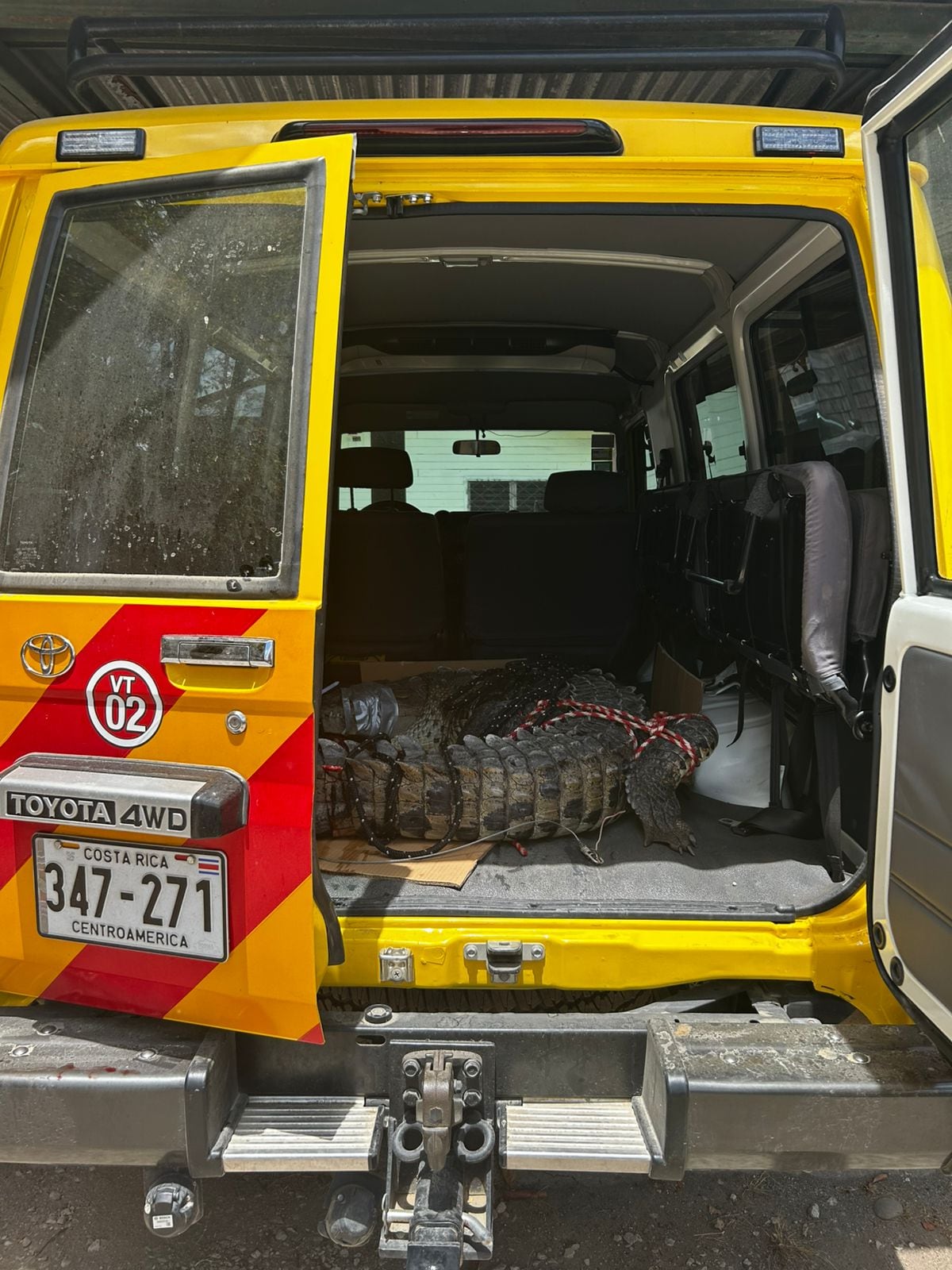 El animal fue trasladado a la cuenca del río Tempisque.