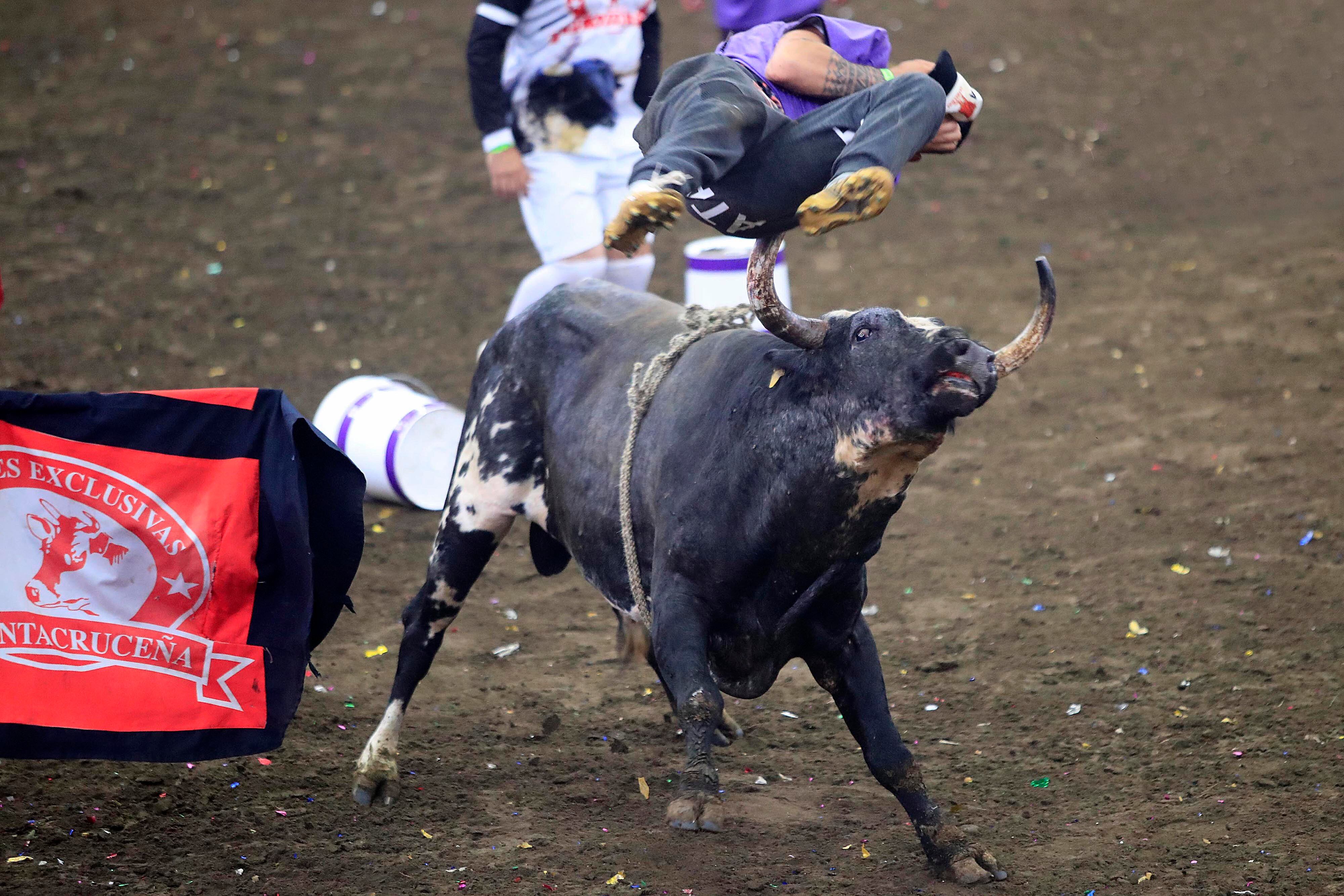 28/12/2023 Toros a la Tica, Palmares. Corrida de toros vespertina, cuya transmisión estuvo a cargo de Teletica Canal 7. Toros de monta y de cacho bravo (de corridas) de ganadería La Pinta fueron los encargados de ponerle la emoción dentro de la plaza. Pero además del ganado, montadores y toreros improvisados se llevaron las palmas de los espectadores que llenaron las gradas del redondel. Otra actividad que llamó mucho la atención y fue muy celebrada fue el Campeonato Nacional de Barrileras.