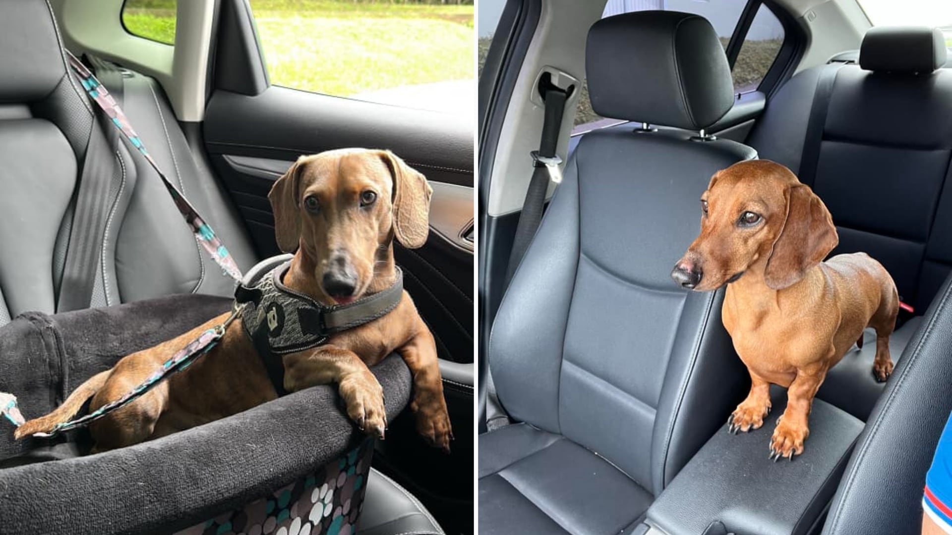 Llevar una mascota sobre el conductor implica una multa de ¢123.000. Tránsito también explicó cómo reducir riesgos durante el viaje.