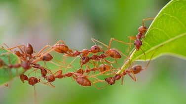 Una mudanza, nuevos vecinos y cinco millones de hormigas bajo nuestros pies