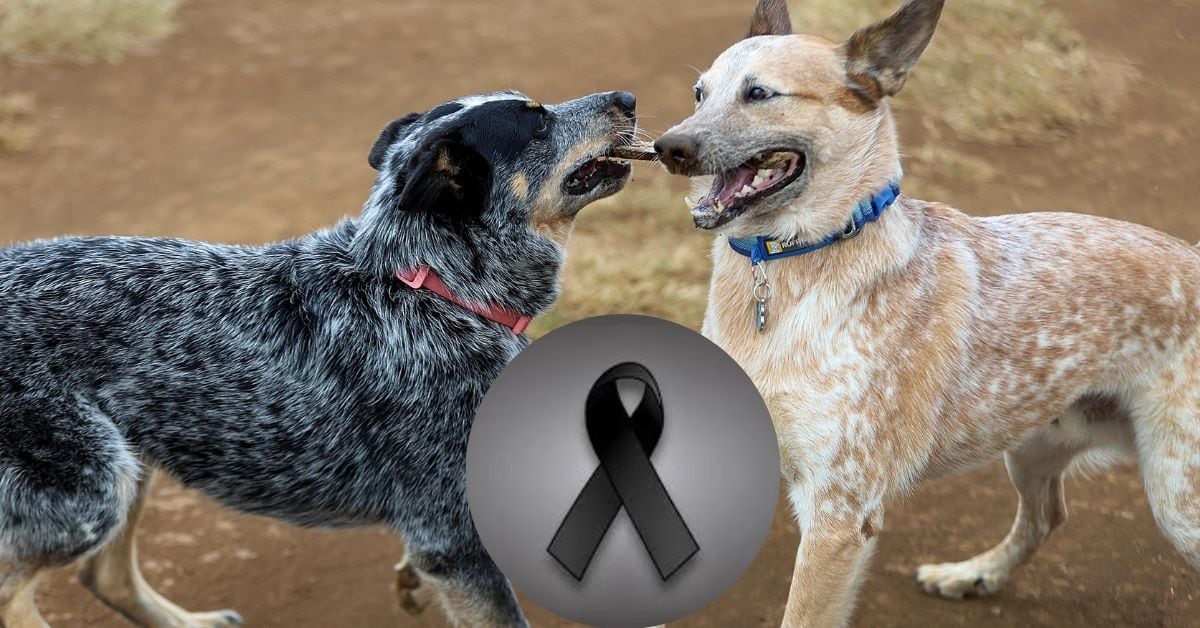Muere Luna, la "hermana" del famoso perro influencer Logan
