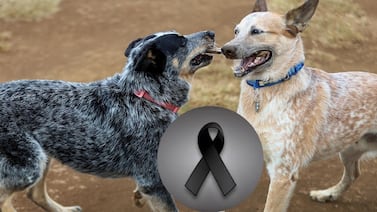 Logan, el famoso perro influencer, está de luto por la muerte de un importante miembro de su familia