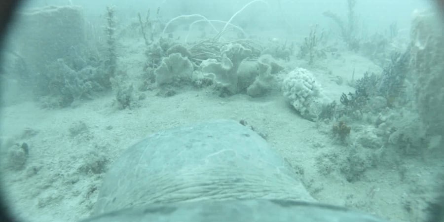 Estudio captó el comportamiento de tortugas marinas usando cámaras y GPS, revelando cómo usan distintos hábitats para alimentarse y descansar.