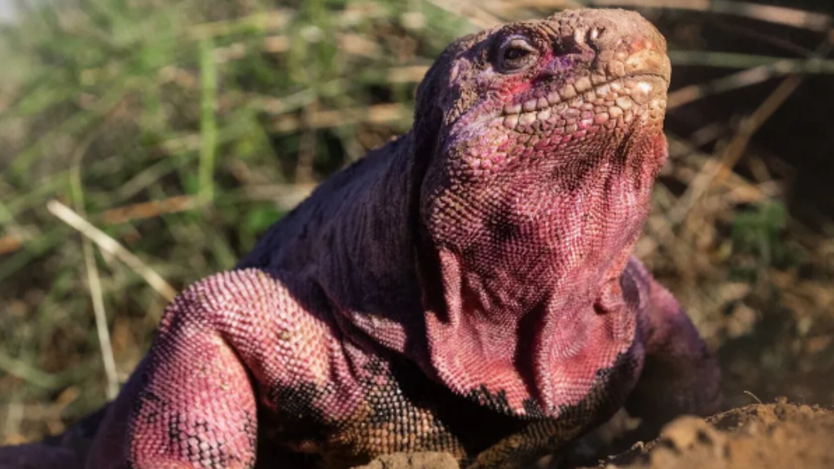 Acciones científicas y apoyo nacional fortalecen la protección de la iguana rosada, especie endémica en riesgo crítico en el volcán Wolf.