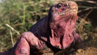 Iguana rosada de Galápagos impulsa nuevas acciones científicas para evitar su extinción