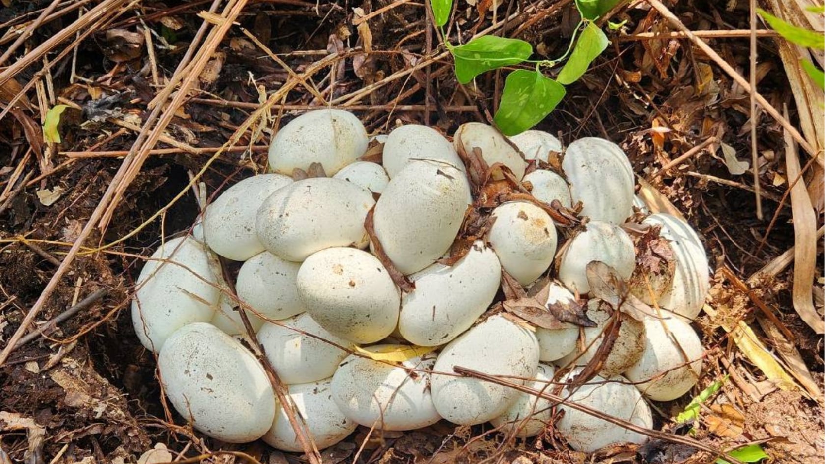 Un estudio reveló que buitres atacaron huevos de pitón birmana en Florida. El hallazgo podría ayudar a controlar la especie invasora.