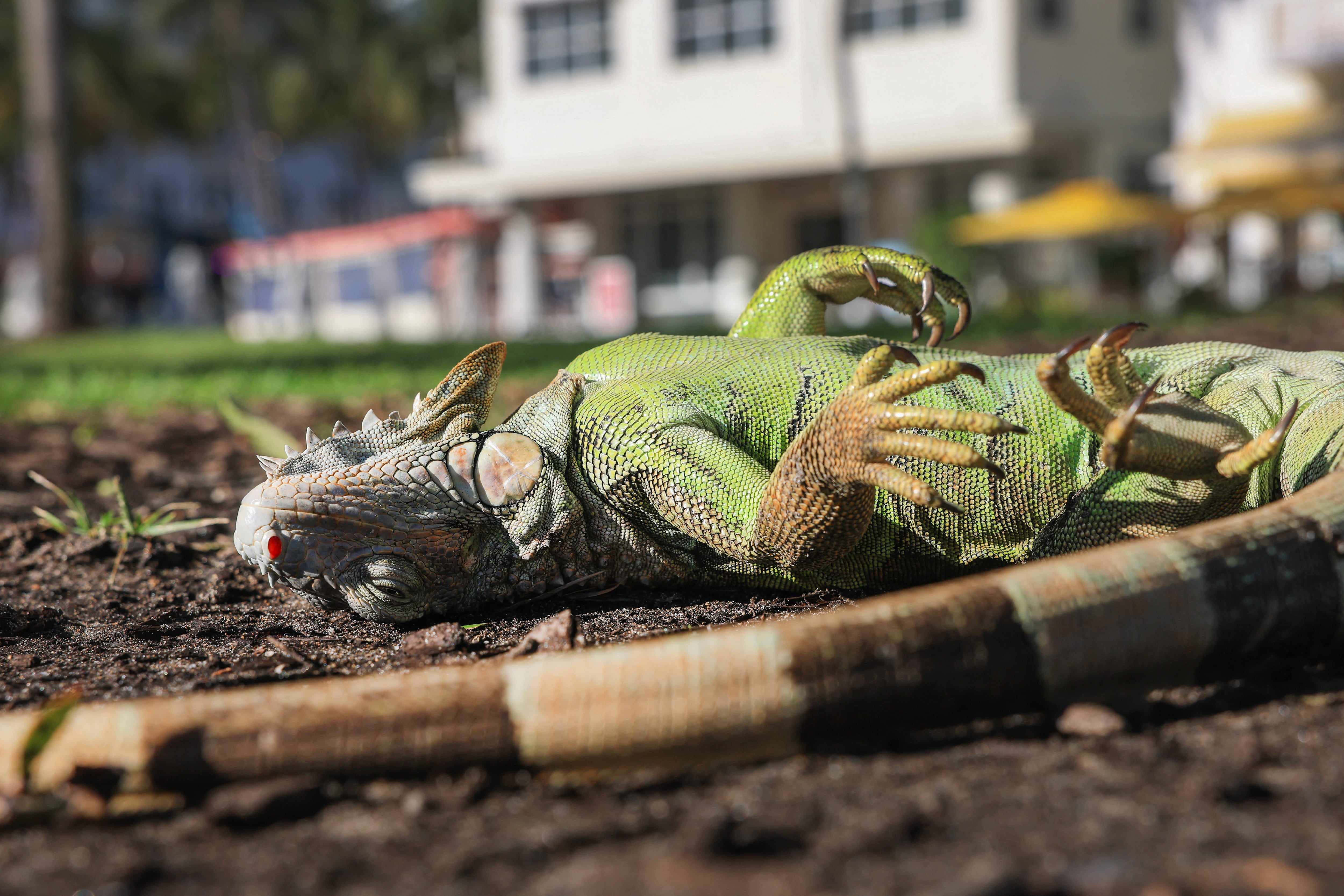 Una iguana verde aturdida por el frío yace en el suelo el 1 de febrero de 2026 en Miami Beach, Florida. Estas criaturas de sangre fría caen de los árboles cuando las temperaturas bajan demasiado. El sur de Florida alcanzó los 35 °F durante la noche, cuando una ola de frío ártico azotó la zona.