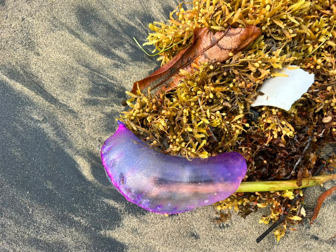 Los tentáculos de la fragata portuguesa pueden alcanzar varios metros de longitud y poseen una toxina capaz de causar quemaduras graves y dolor intenso incluso cuando el animal está muerto en la arena.