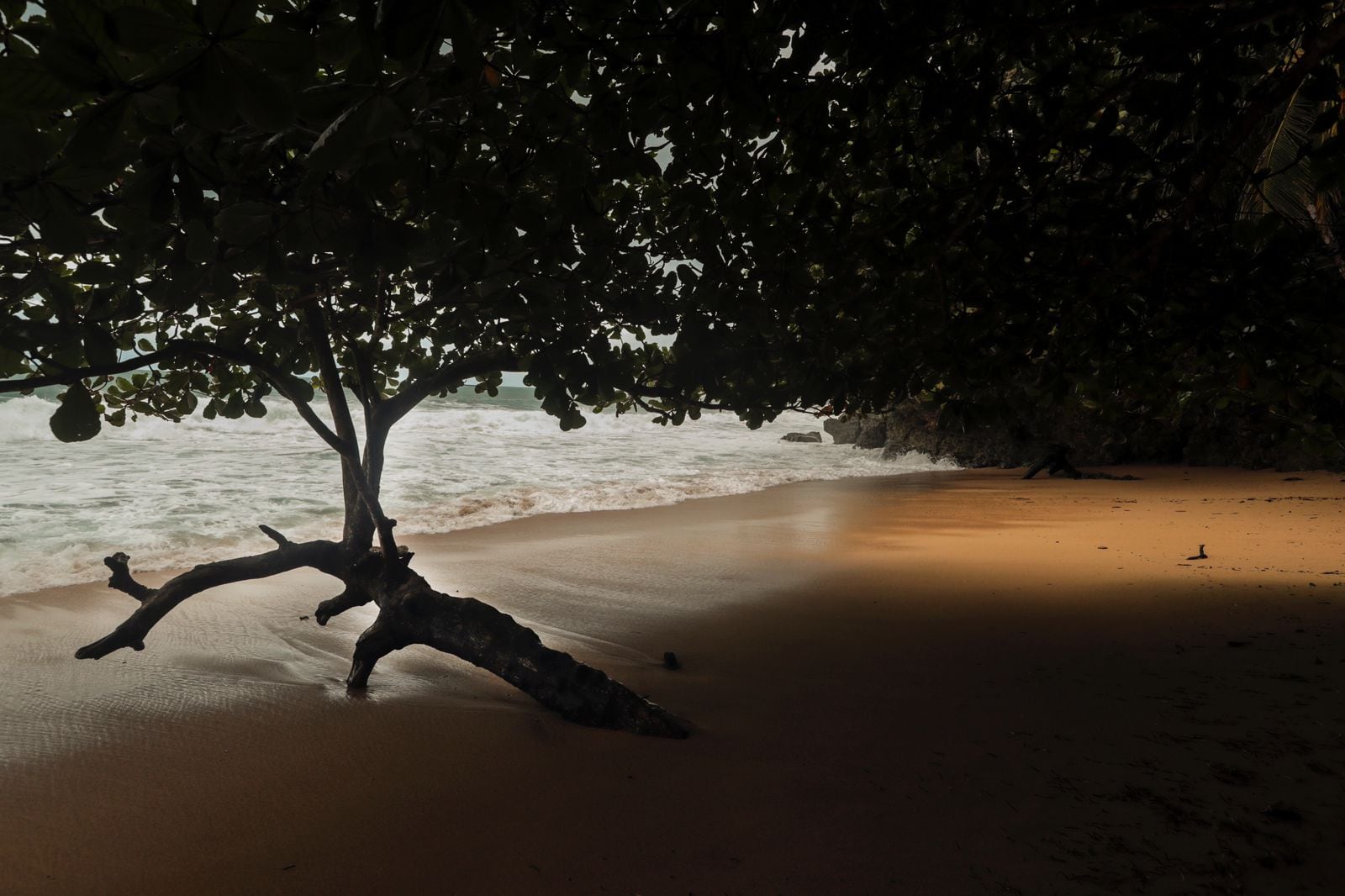 Detalle de la vegetación aledaña al mar dentro del Refugio Natural de Vida Silvestre Gandoca-Manzanillo. Fotografía: Alonso Tenorio.
