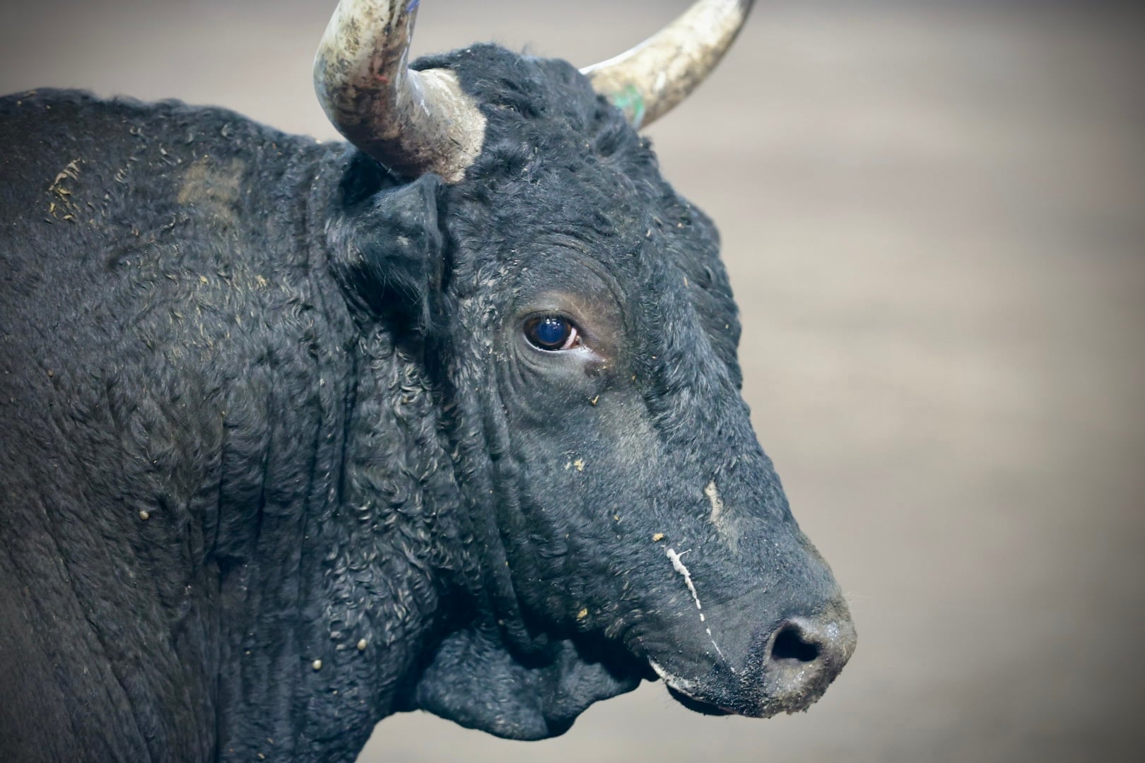 Toros pedregal