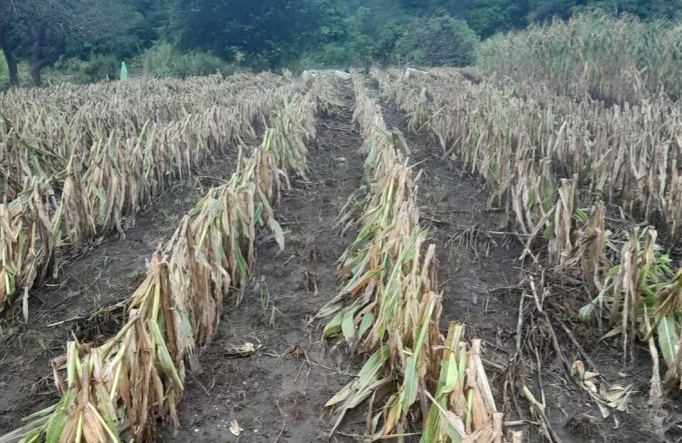 Inundaciones en cantones de Guanacaste, en Carrillo quedaron varios barrios anegados, así como cultivos de maíz, hortalizas y otros productos.
