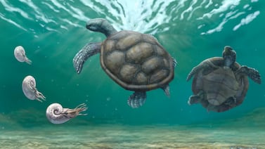 El fósil de una tortuga marina de 150 millones de años descubierta en Colombia cambia lo que se sabía del mar