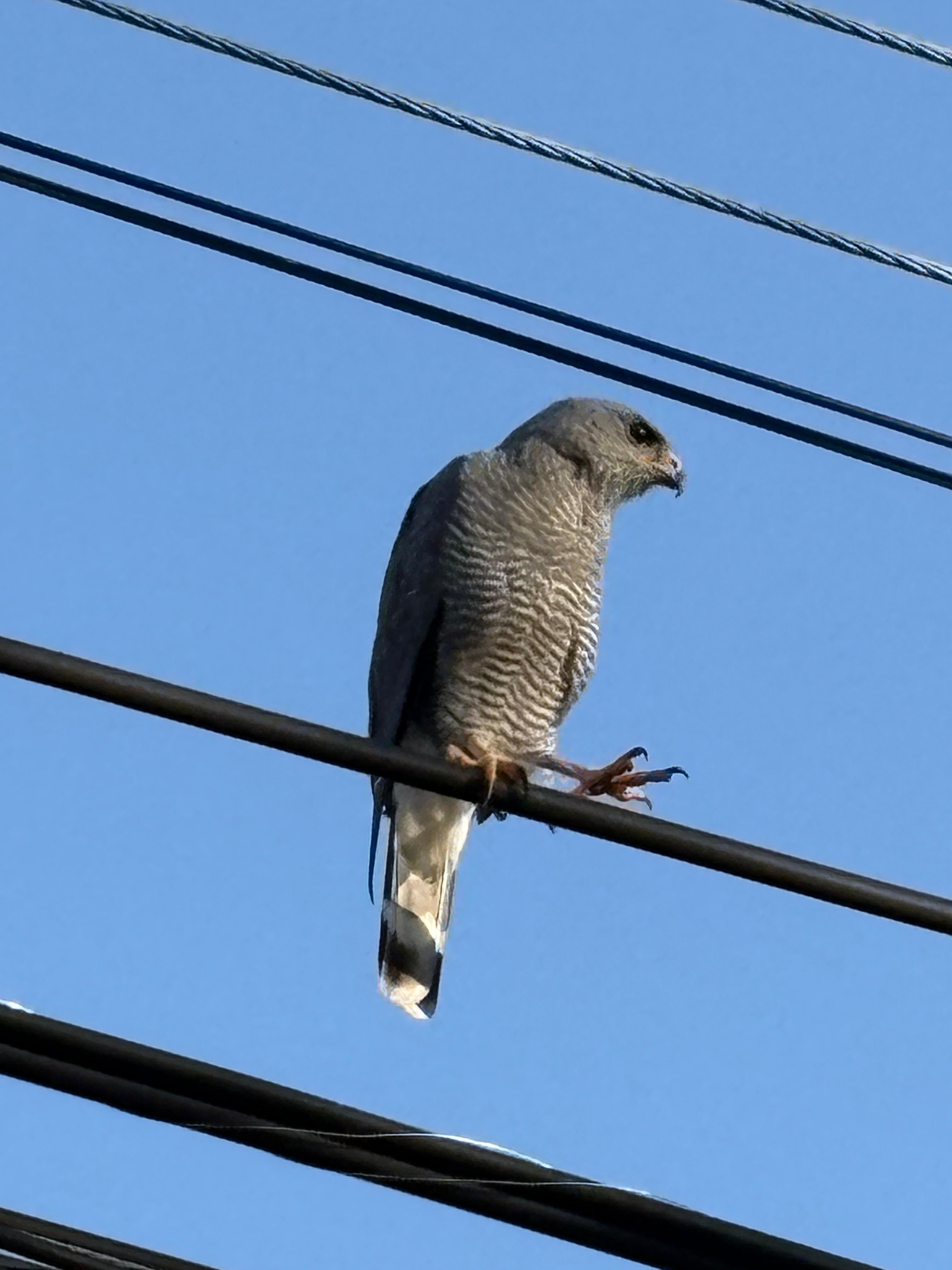 Un gavilán gris sobre el tendido eléctrico cerca del puente sobre el río Burío, en el entorno urbano del distrito Mercedes, en Heredia, Costa Rica.