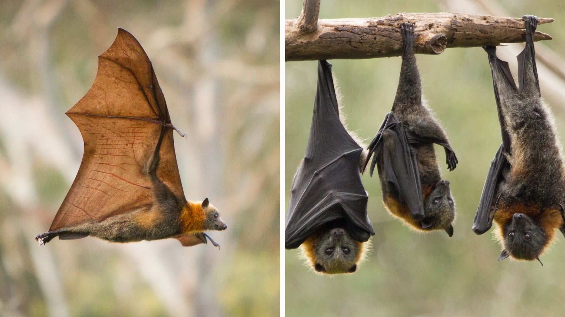 Murciélagos cerca de las viviendas ayudan al ambiente. Polinizan frutas, dispersan semillas y controlan plagas, según expertos.
