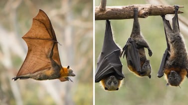 Murciélagos cerca de su casa: expertos explican por qué su presencia es una buena señal para el ambiente