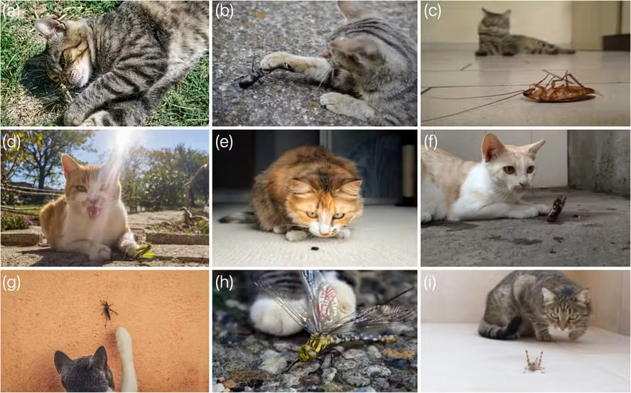 Gatos cazan más artrópodos de lo estimado. Un estudio brasileño usó redes sociales para evidenciar este impacto poco registrado en investigaciones previas.