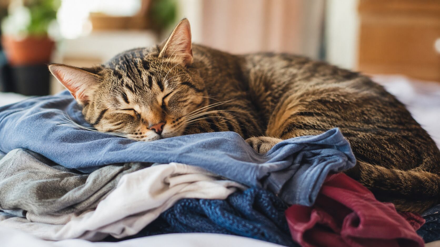 Veterinarios explican por qué los gatos buscan prendas con el olor de sus dueños y cuándo este comportamiento puede favorecer su bienestar emocional.