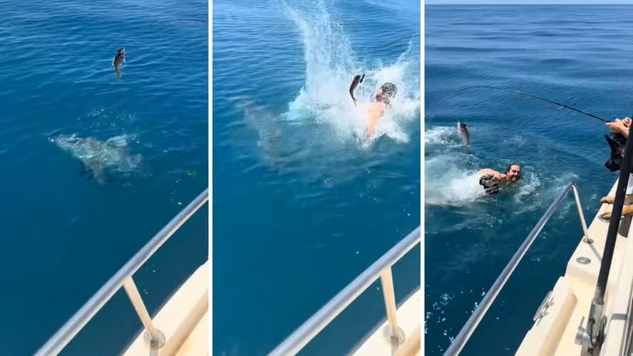 El video mostró a un hombre que saltó sobre un tiburón durante una pesca en altamar y la escena se viralizó en TikTok.