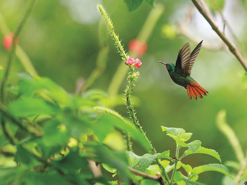 Camino Costa Rica