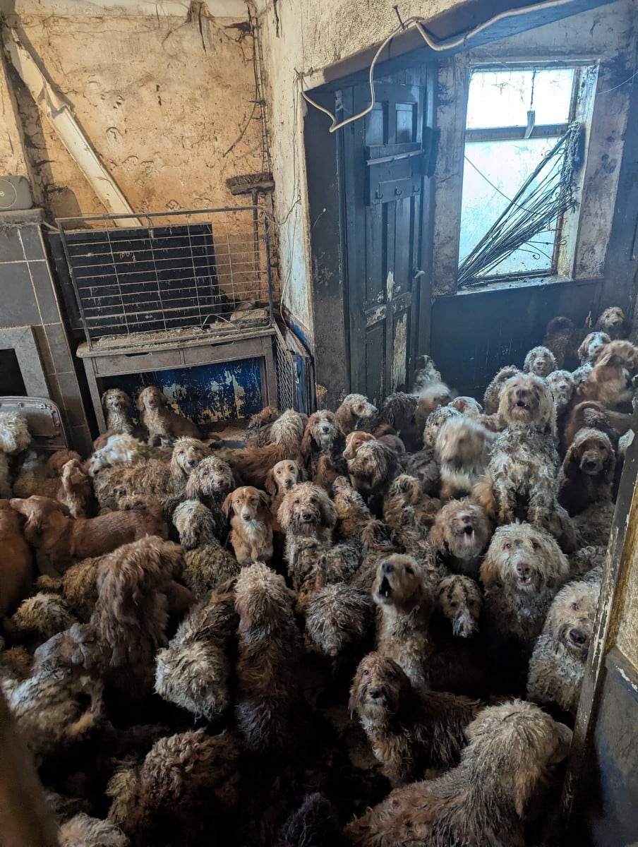 Una organización de bienestar animal informó que recientemente rescató a más de 250 perros de una sola casa en el Reino Unido, y una imagen del lugar generó incredulidad y afirmaciones falsas de que había sido creada con inteligencia artificial.