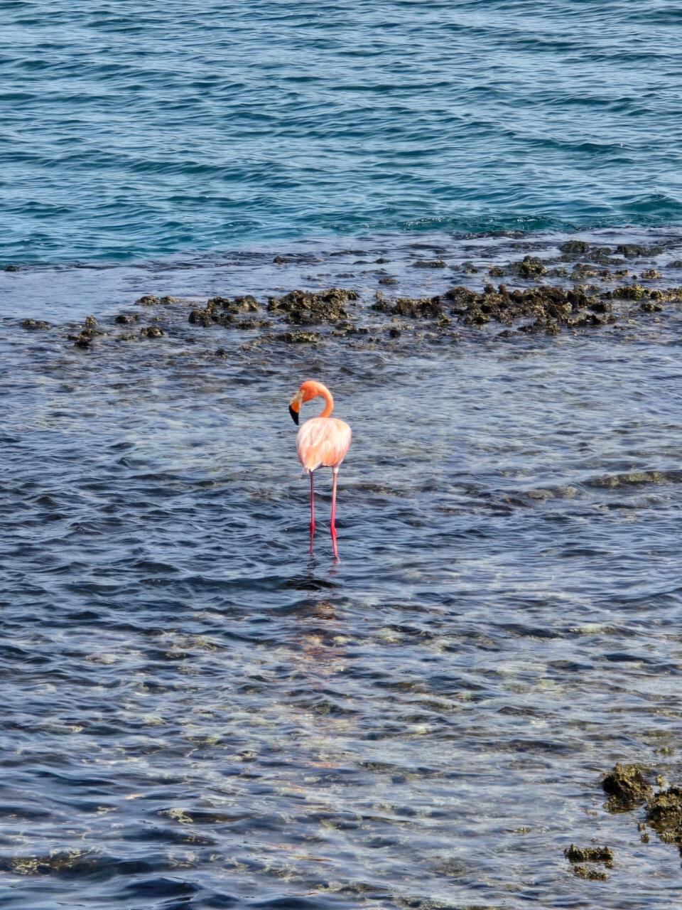 El hábitat más cercano de este "individuo solitario" estaría a unos 800 kilómetros en línea recta de Limón, en Cartagena de Indias, Colombia. Fotografía: Armando Mayorga Aurtenechea.