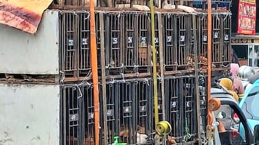 Prohibición de carne de perro desata controversia en Indonesia: ‘No podemos eliminarla de un día para otro’