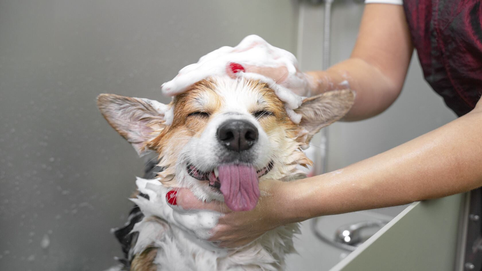 Bañar al perro cada cuatro a seis semanas ayuda a cuidar la piel. El exceso o la falta de higiene puede causar alergias e infecciones.