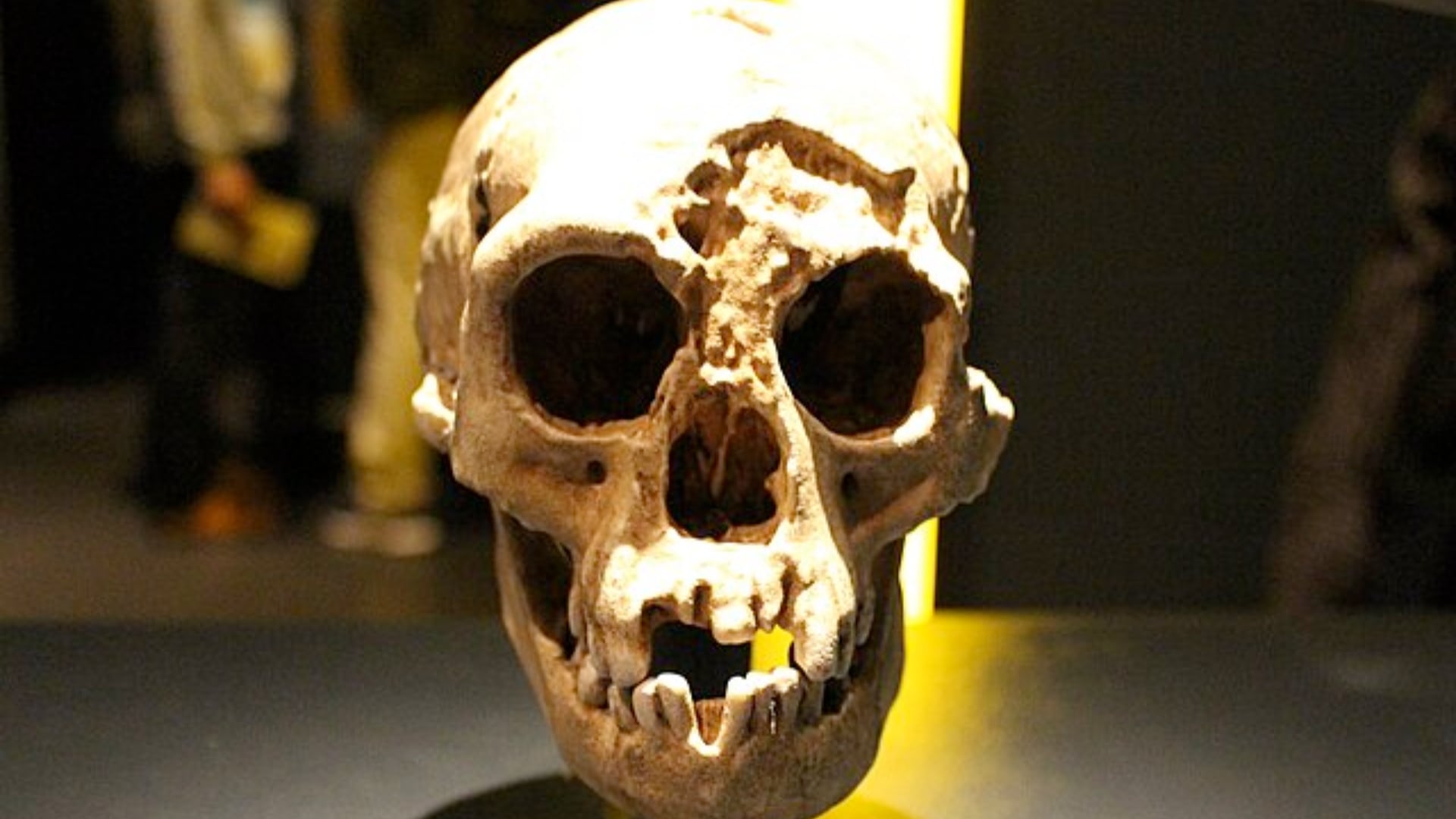 La sequía y la desaparición del elefante-pigmeo habrían causado la extinción de los “hobbits” en la isla de Flores, según análisis paleoclimático.