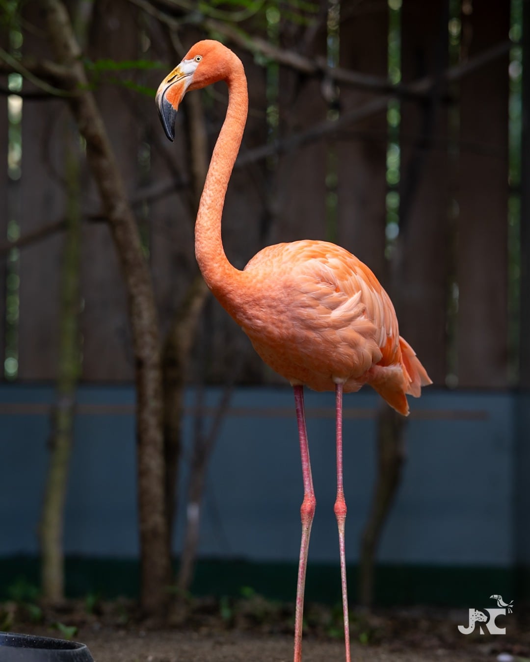 El flamenco americano fue avistado en 2024 y rescatado en junio de 2025 en Limón.