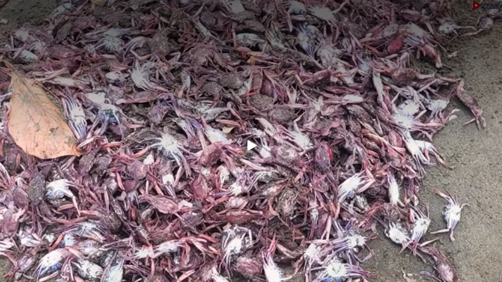 Temperaturas elevadas en aguas profundas, poco alimento y condiciones del mar forman parte de la hipótesis sobre la muerte de cangrejos en Guanacaste.
