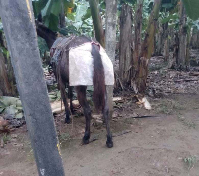 Cuatro vecinas de Guácimo de Limón crearon un emprendimiento para elaborar pañales para mulas que son empleadas en una finca bananera de la zona.