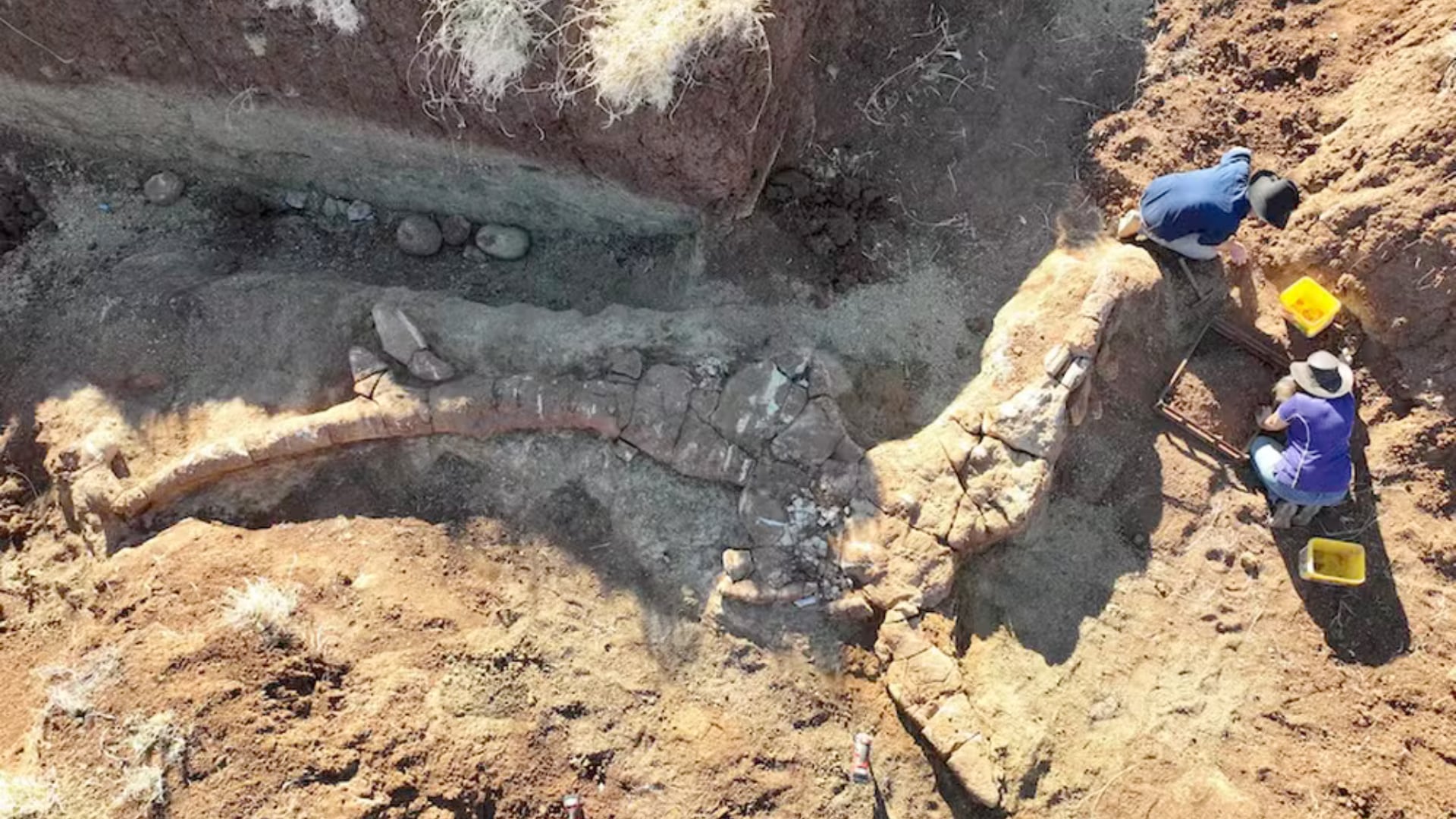 Hallan en Australia el esqueleto más completo de un ictiosaurio, un reptil marino de 7 metros que vivió hace 100 millones de años.