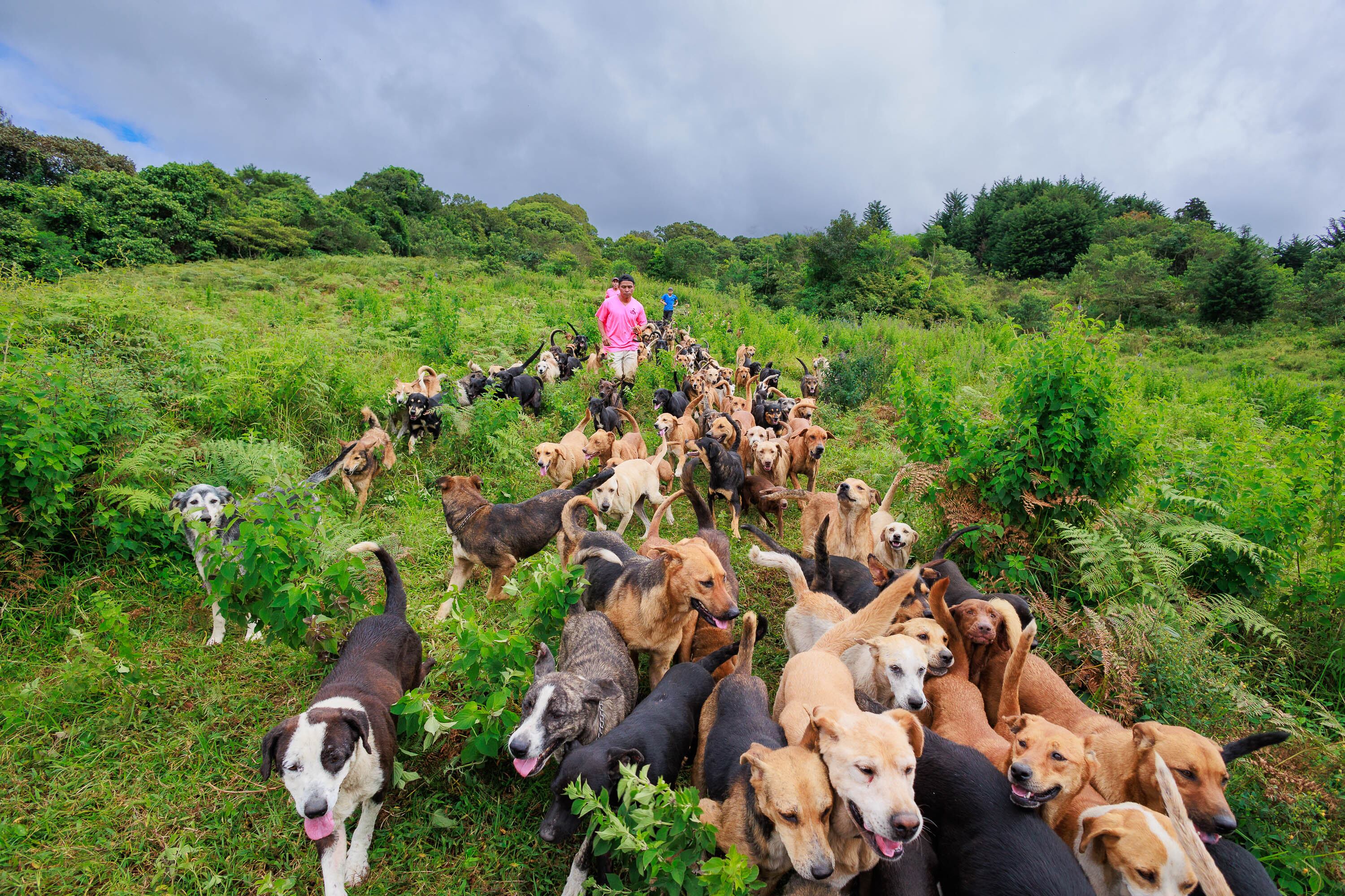 Territorio de Zaguates realizará una jornada de adopción de perritos, el sábado 22 de julio. Cortesía.