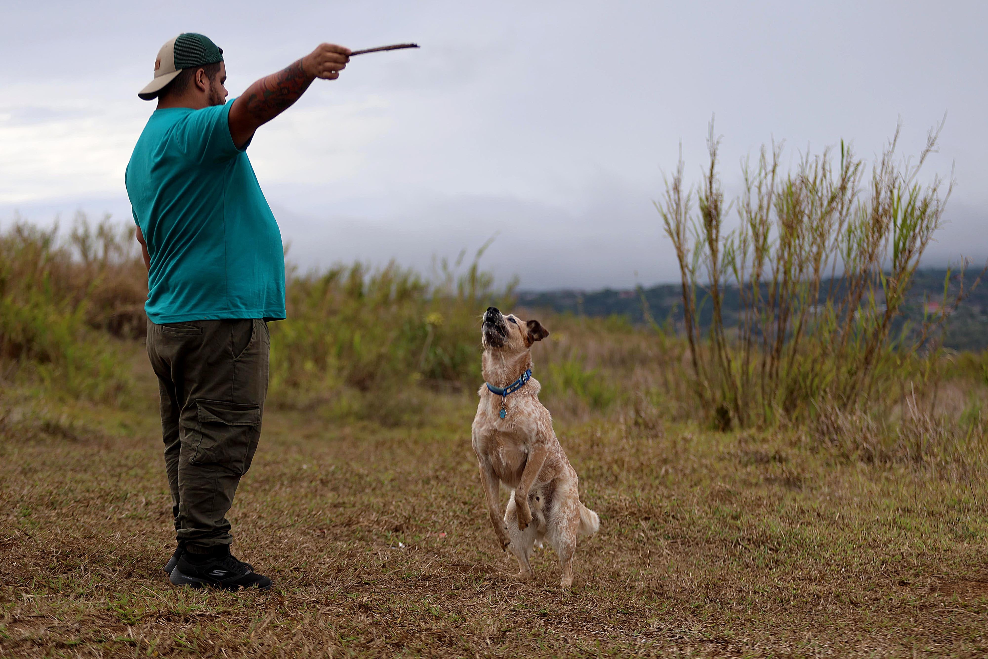 25/04/2024 San Ramón. Logan, el perro tico más seguido en redes sociales es un boyero australiano. Su dueño, Kevin Argüello, se apoya en la fama del enérgico y gracioso animal para ayudar a otros perros. Foto: Rafael Pacheco Granados