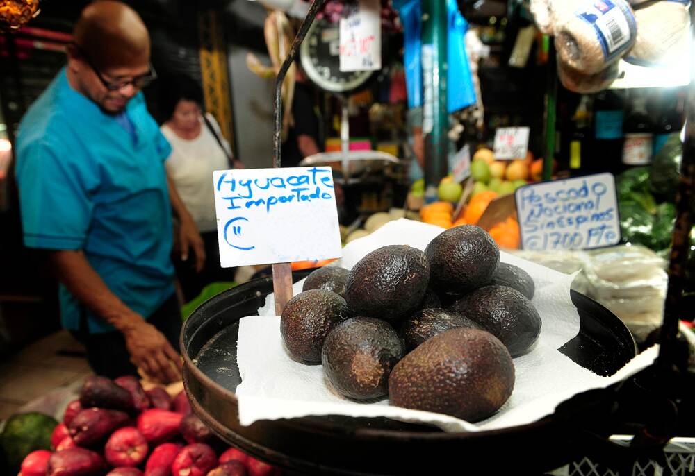Costa Rica prohibió, el 5 de mayo de 2015, el ingreso de aguacate Hass desde México por la enfermedad de la macha del sol. | JOHN DURAN