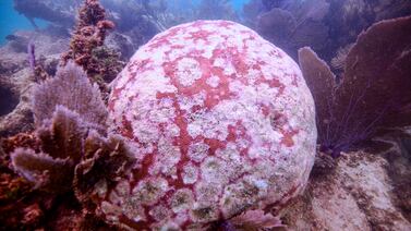 Los arrecifes coralinos: ¿ecosistemas condenados por el cambio climático?