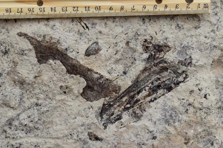 La mandíbula fosilizada de un salmón dientes de sable es uno de los elementos encontrados bajo la escuela.