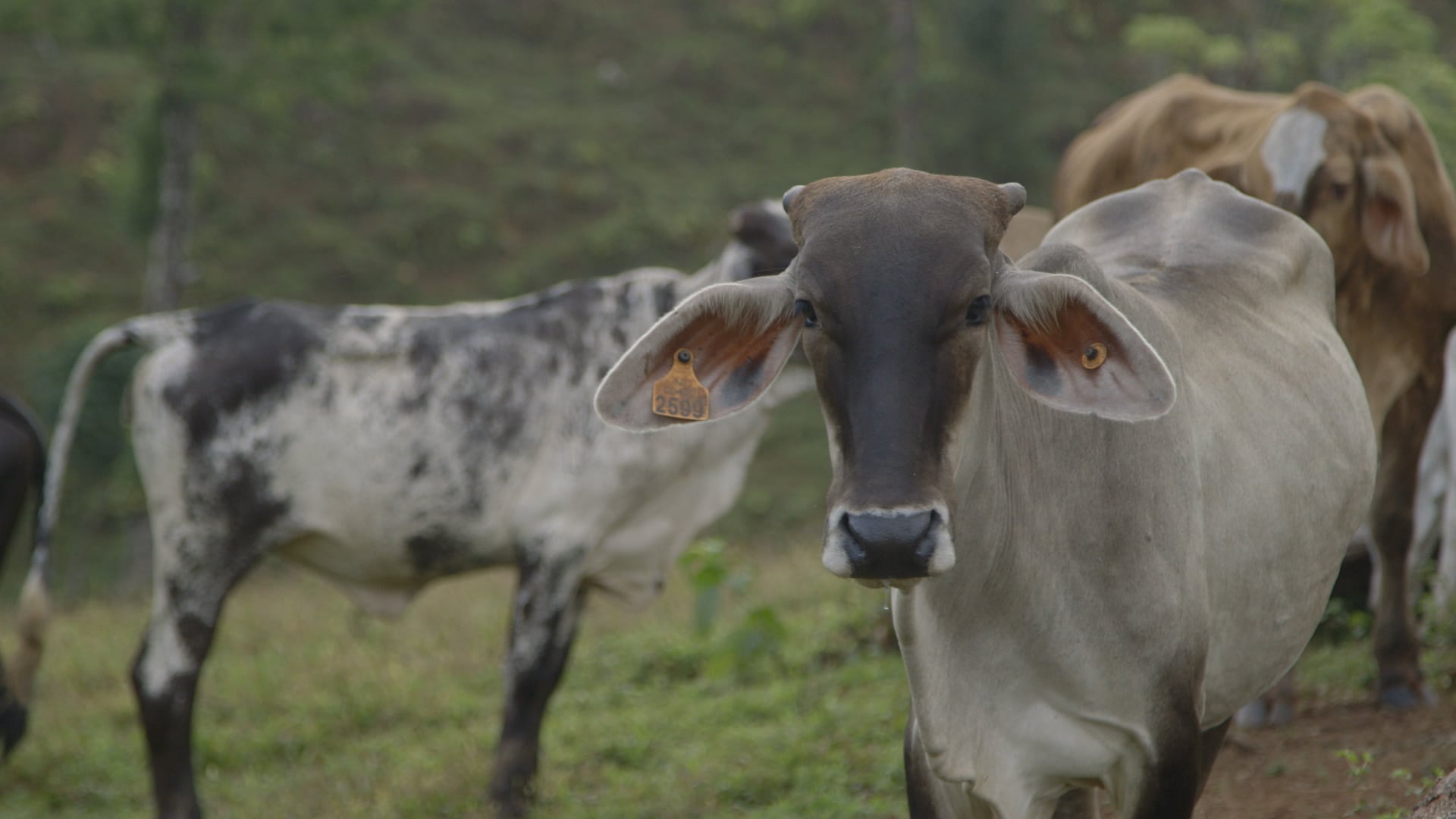 Ganado en La Haciendita en la Reserva Indio Maíz en Nicaragua.
