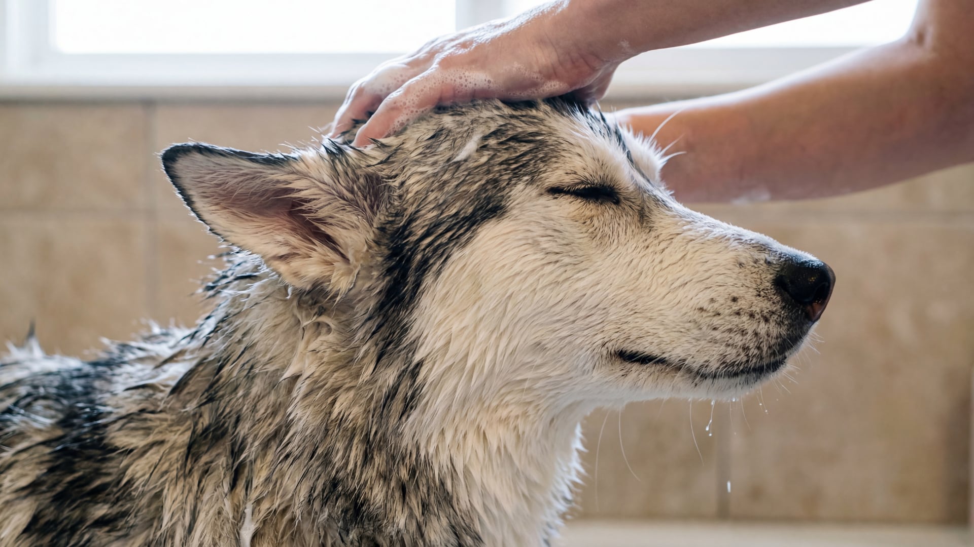 Una mala técnica de baño afecta la piel del perro. Revise la temperatura, el champú y el secado para evitar daños en el pelaje.